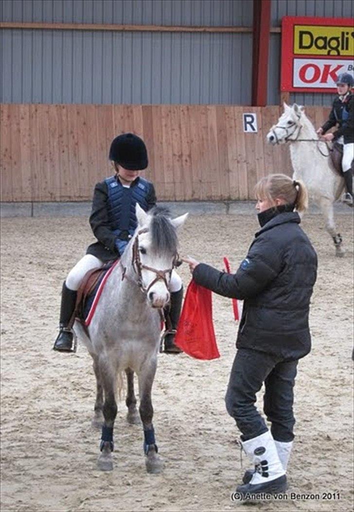 Welsh Mountain (sec A) Limelight af Ferslev/Championatsvinder 2010-11-12 - Limelight i Gjern d. 26/3 2011. Har netop vundet LC spring udaf 26 ekvipager, og får roset, plaquette, taske og grime. billede 9
