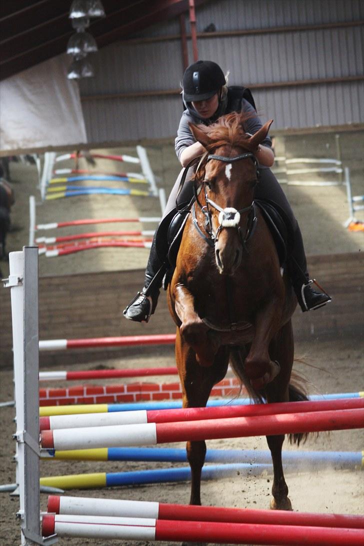 Anden særlig race Galant - vsr  - Part <3 - nr. 11 taget af Amalie Reffelt billede 8