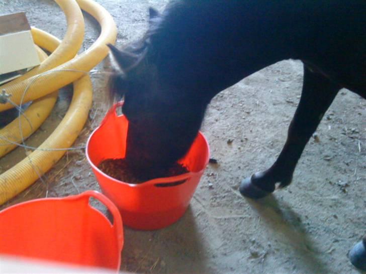 Shetlænder Spidy. billede 1