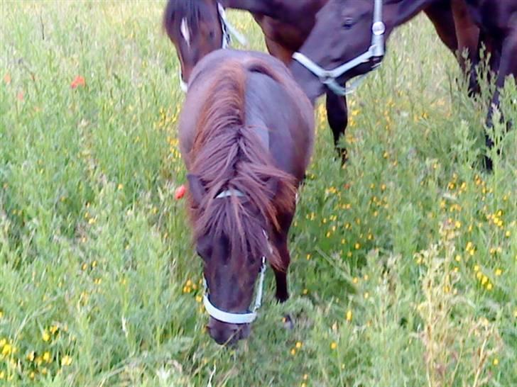 Shetlænder Spidy. billede 2