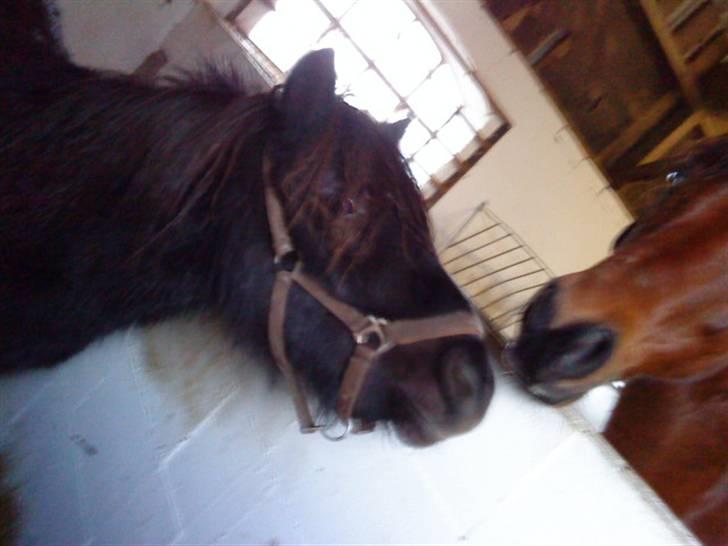 Shetlænder Spidy. billede 3