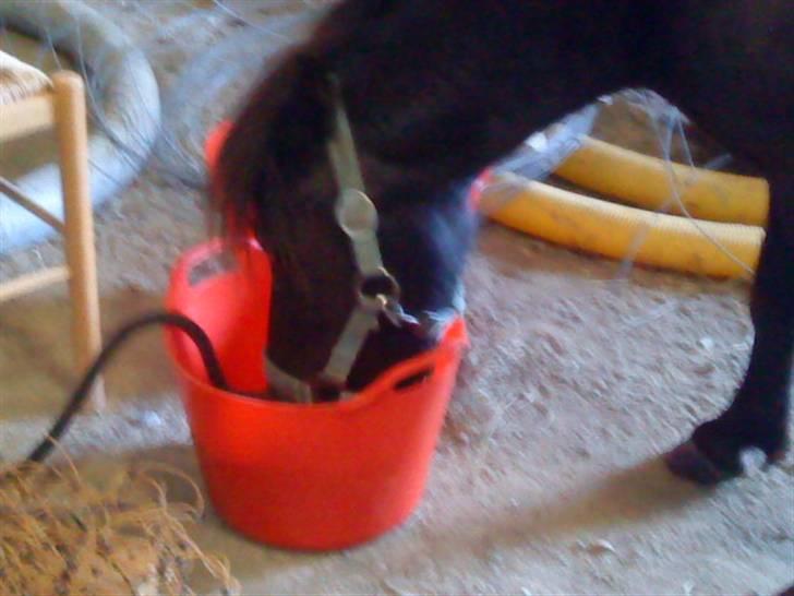 Shetlænder Spidy. billede 4