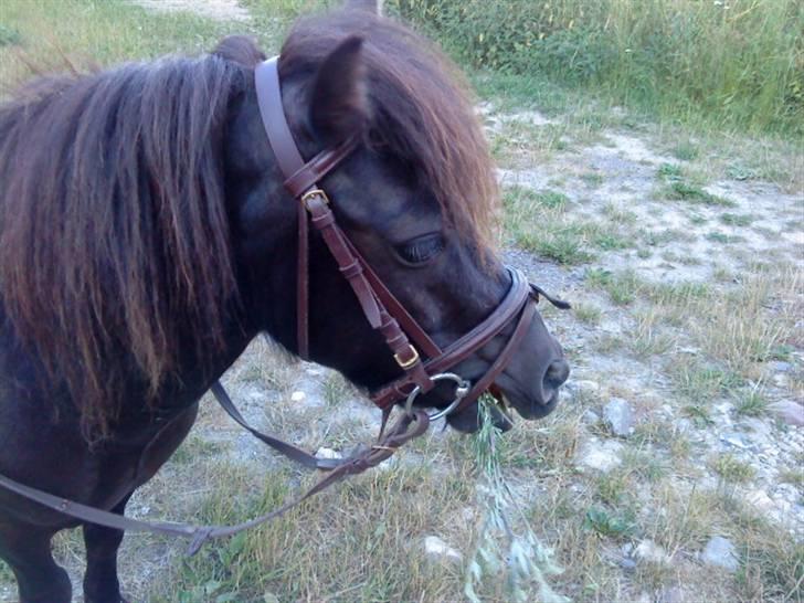 Shetlænder Spidy. billede 5