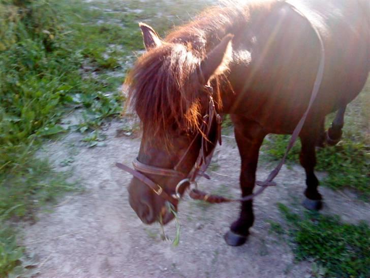 Shetlænder Spidy. billede 6