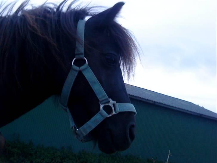 Shetlænder Spidy. billede 7