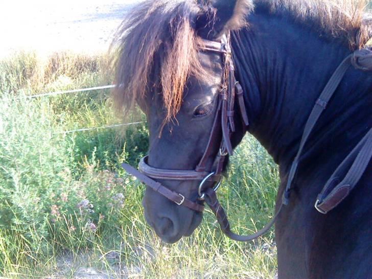 Shetlænder Spidy. billede 8