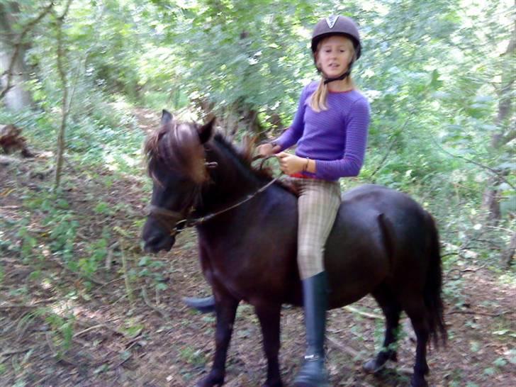 Shetlænder Spidy. billede 9