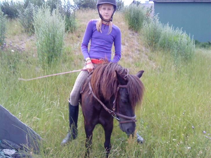 Shetlænder Spidy. billede 10