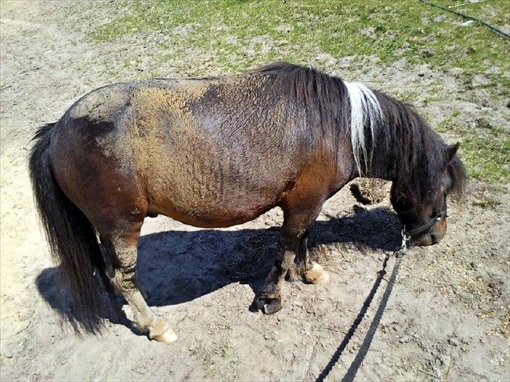 Shetlænder † Aladar DeCoyit † - 23. juni, 2010 -  En varm sommer dag. :) Her har jeg haft Aladar inde for at hygge og køle ham ned, og som jeg vidste, så ville han rulle sig på sandstigen lige ude for stalden, der går ned til foldene. :D Kender ham for godt den frækkert. billede 14