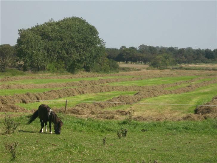 Shetlænder † Aladar DeCoyit † - 19, august, 2009 - Her står han og græsser det grønne græs, i den fjerne ende af folden. :) Den bedste sommer i mit liv, med min hingstbasse som ven ved min side. billede 19