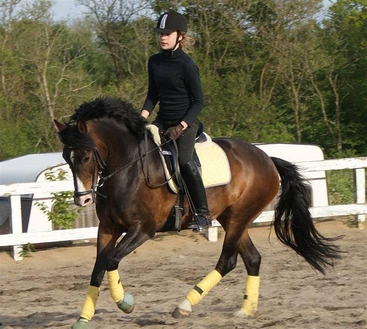 New Forest Margo  - Dressur, dressur, dressur  Fotograf: Camilla andersen billede 17