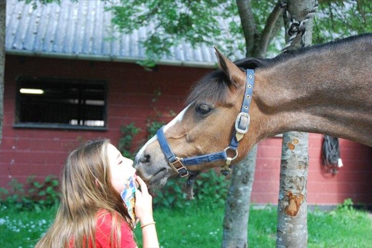 Hollandsk Sportspony Lucky - Velkommen til Lucky´s profil.. Intet andet end kærlighed kan beskrive vores forhold.. Jeg vil savne dig min skat :( billede 1