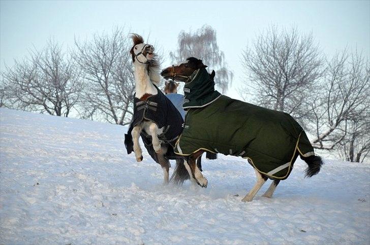 Hollandsk Sportspony Lucky - Rasmus og Lucky på folden ;) (lucky i det grønne dækken) billede 3