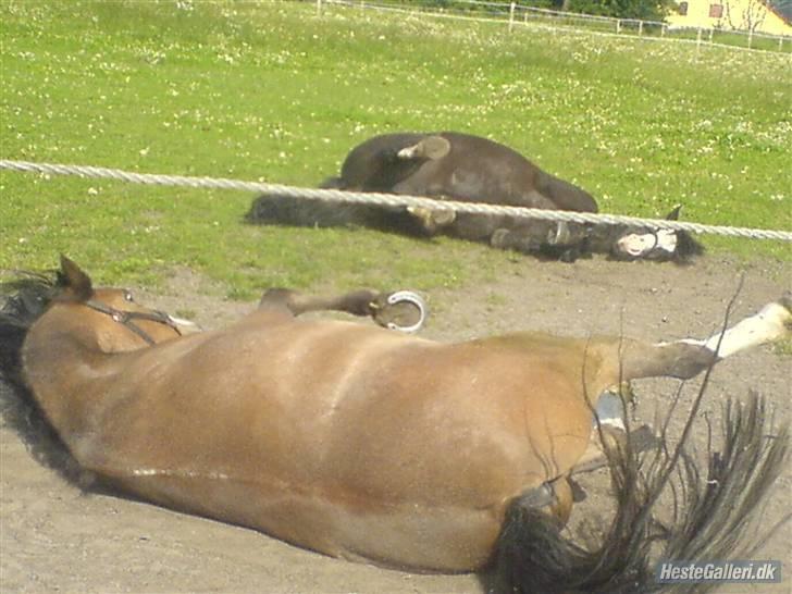 Hollandsk Sportspony Lucky - Lucky ruller sig med brutus (hos gamle ejer) billede 4