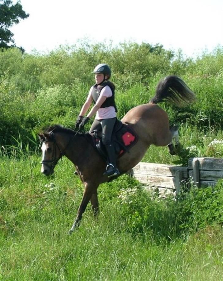 Hollandsk Sportspony Lucky - Egenes privatridelejr, træning på søborggård (: billede 6