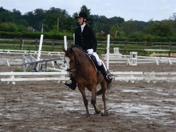 Hollandsk Sportspony Lucky - lucky og claire til klubmesterskabet på VEK i dressur hun red LC3 og vandt!! <3 her i en cirkelvolte tror jeg hehe (: (claire har part på lucky) billede 9