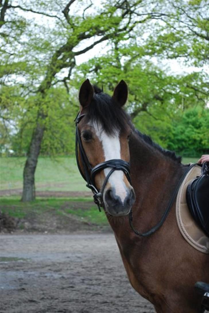 Hollandsk Sportspony Lucky - Fordi han er den smukkeste! (tak for billedet colle) <33 billede 14