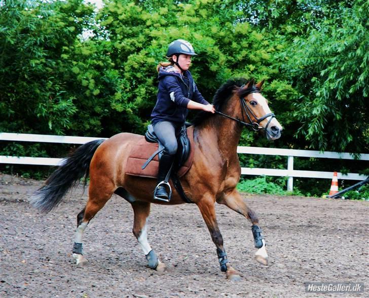Hollandsk Sportspony Lucky - Lucky og jeg på samsø til springtræning, tak for billedet julie (: (Undskyld kvaliteten HG gør den svag) billede 15