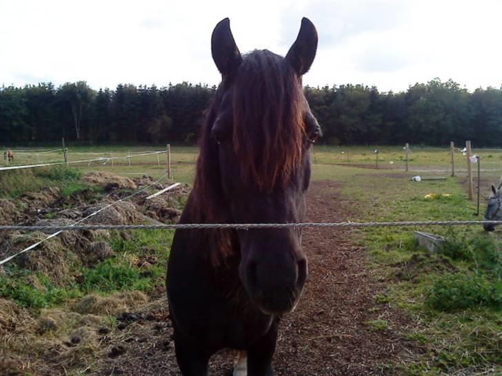 Welsh Cob (sec D) Valhallas Star Actress - <3  02/09/09 billede 17