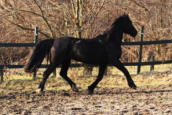 Welsh Cob (sec D) Valhallas Star Actress - Farvel igen! ;D 20/03/11 [Foto: Simone] billede 20