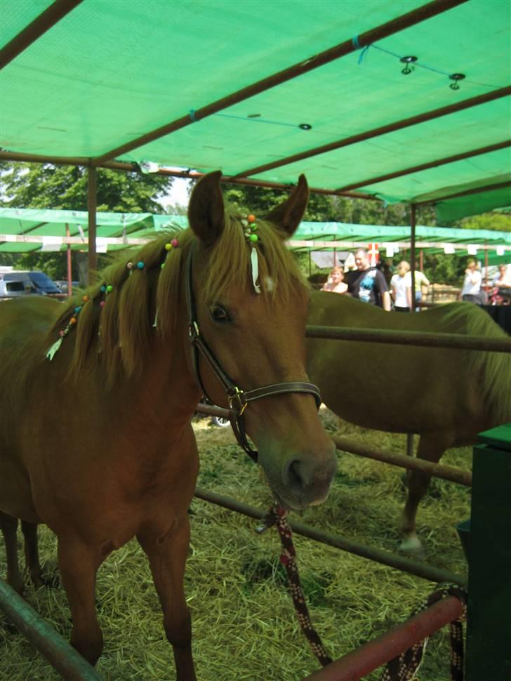 New Forest Pasha SOLGT billede 10