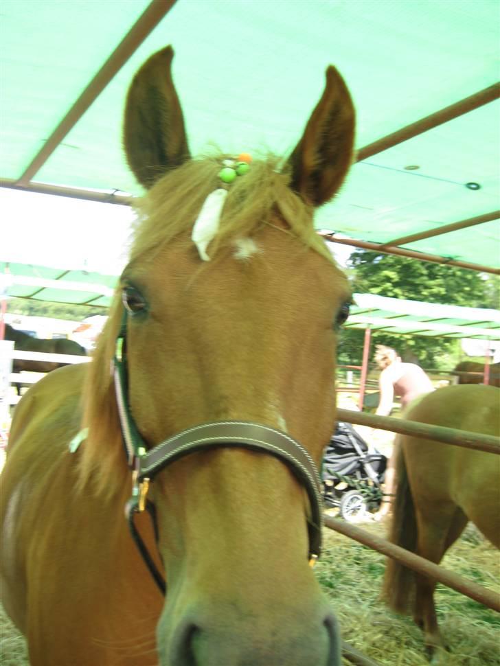 New Forest Pasha SOLGT billede 11