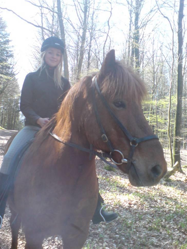 Islænder Sigge billede 17