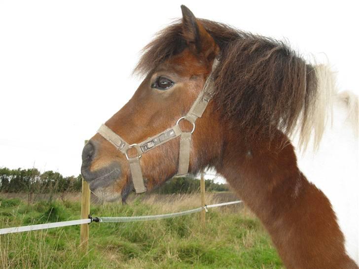 Anden særlig race Livlige Lotte SOLGT billede 1