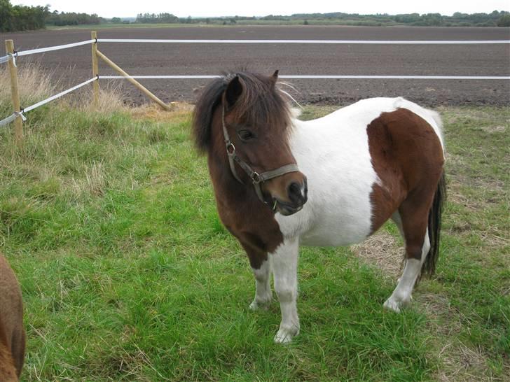 Anden særlig race Livlige Lotte SOLGT billede 4