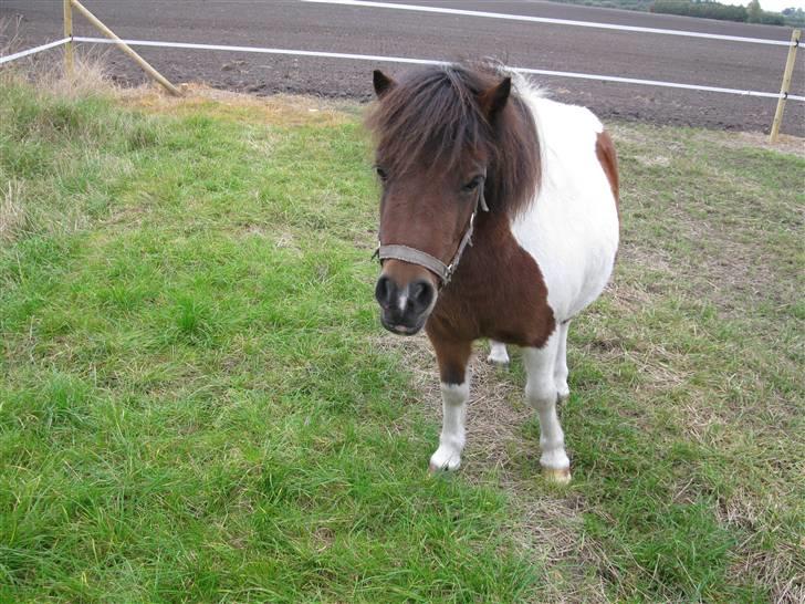 Anden særlig race Livlige Lotte SOLGT billede 5