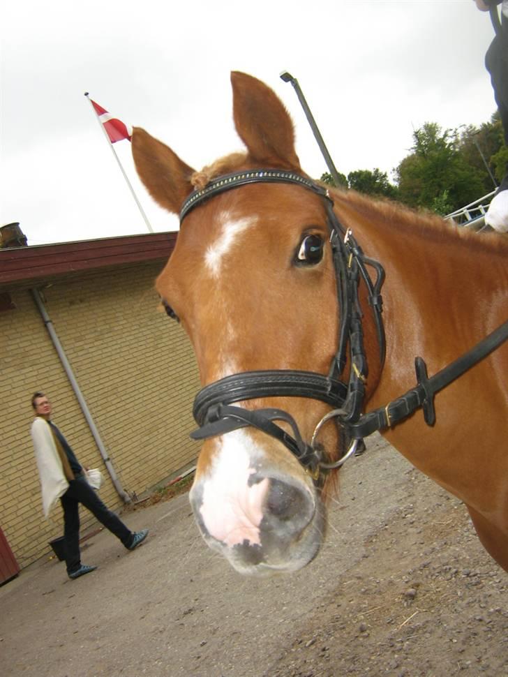 Anden særlig race Mataya - den lækker pony til stævne I LOVE MATAYA <3<3<3 billede 14