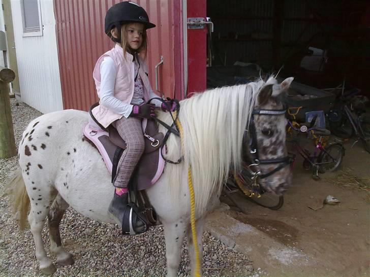 Knabstrupper Bøgelunds Pippi billede 6