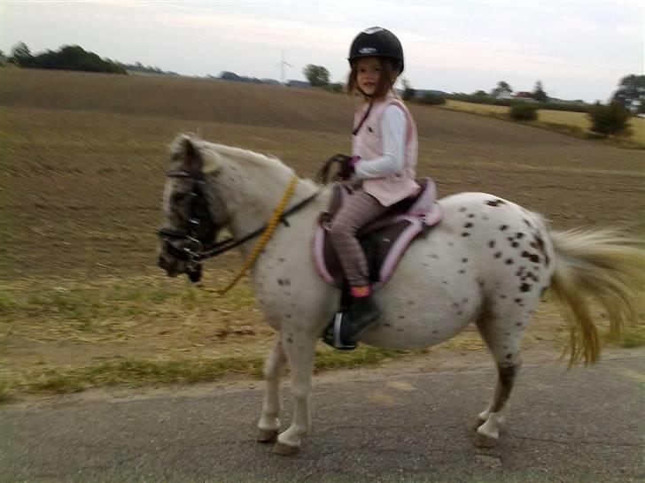 Knabstrupper Bøgelunds Pippi billede 7