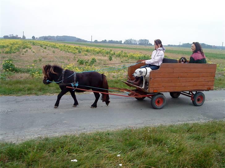 Miniature Herkules R.I.P - Moren tur 09 <3 Tak fordi i så med, læg gerne en kommentar (: billede 20