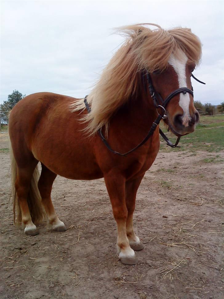 Shetlænder Speedy - speedy d.26/9-09 billede 15