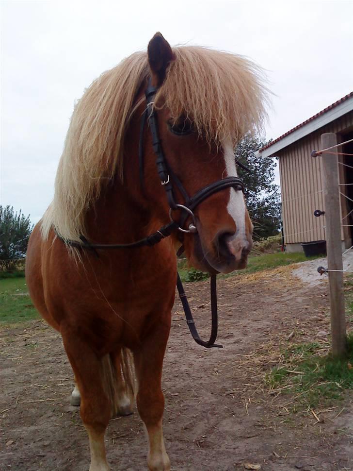 Shetlænder Speedy - d.26/9-09 billede 16