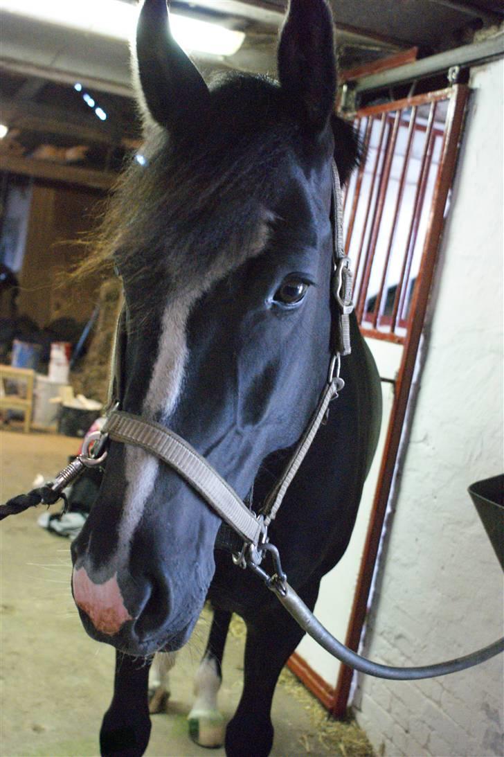 Anden særlig race Blackie - 14) lige efter hendes livs største makeover :L og med lakrids på mulen <3 foto: mig, juli 09 billede 14