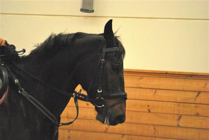 Anden særlig race Yasya - gamle part. - 25/9-09 - springundervisning :). billede 12