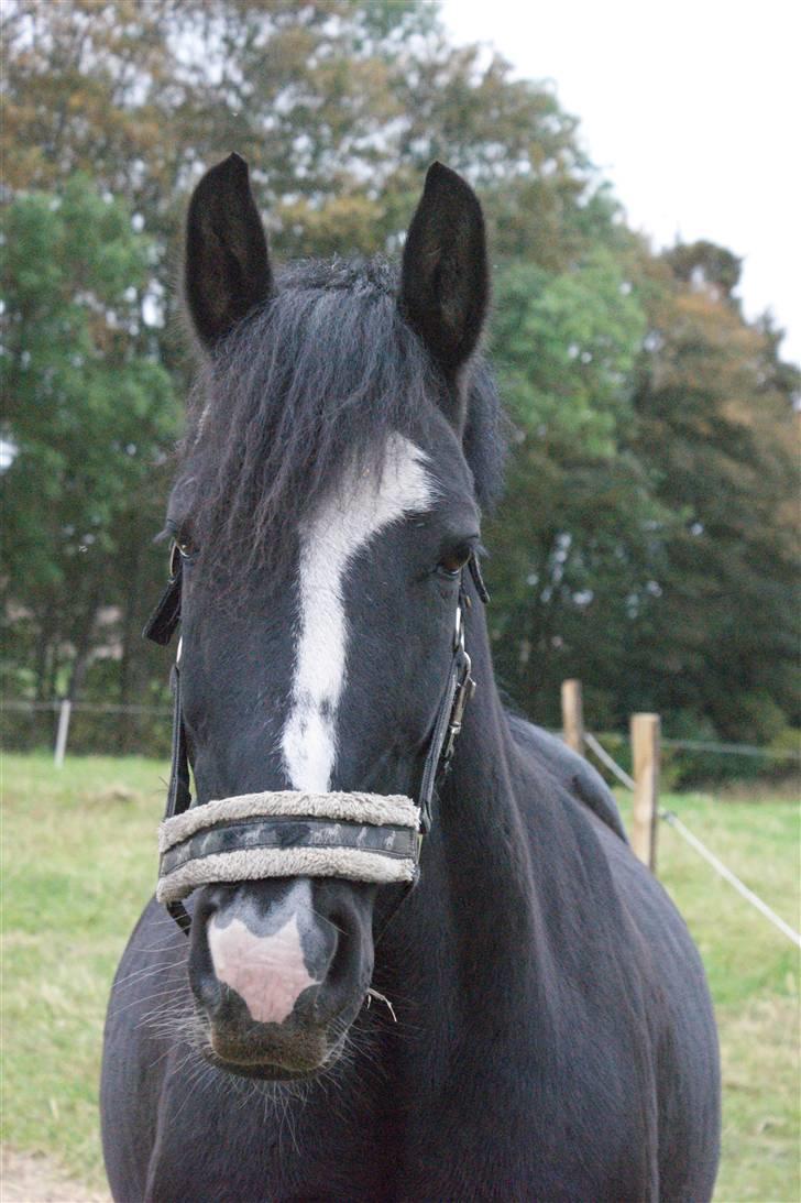 Anden særlig race Blackie - 15) yndlingspowni <3 billede 15