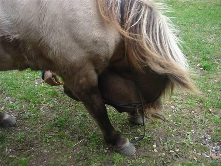 Islænder Trausti <3 tidl. lånehest - se hvad jeg fandt ud af han kunne :D billede 2