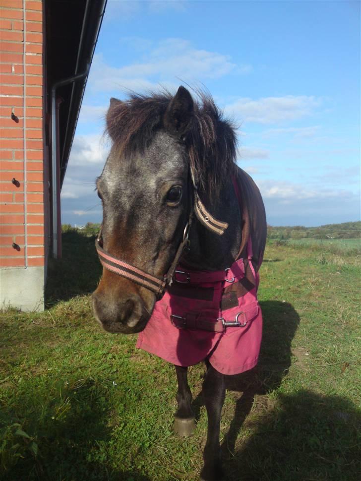 Dansk Miniature Minibo's Nektarin (Nelly) - på fold :) sep 2009 billede 13