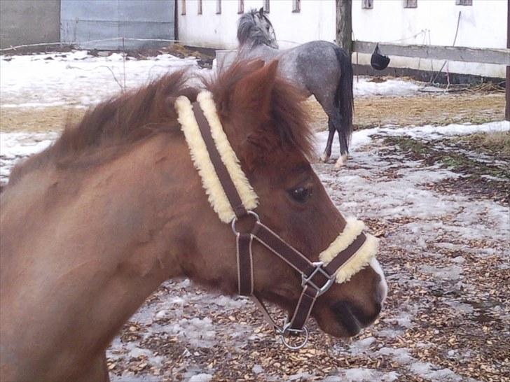 Anden særlig race Miss Molly  billede 2