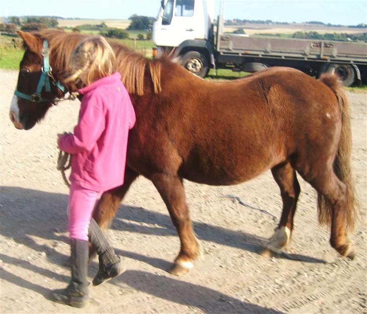 Anden særlig race Miss Molly  - Cecilie fører sin nye(ste) pony ud til traileren billede 3
