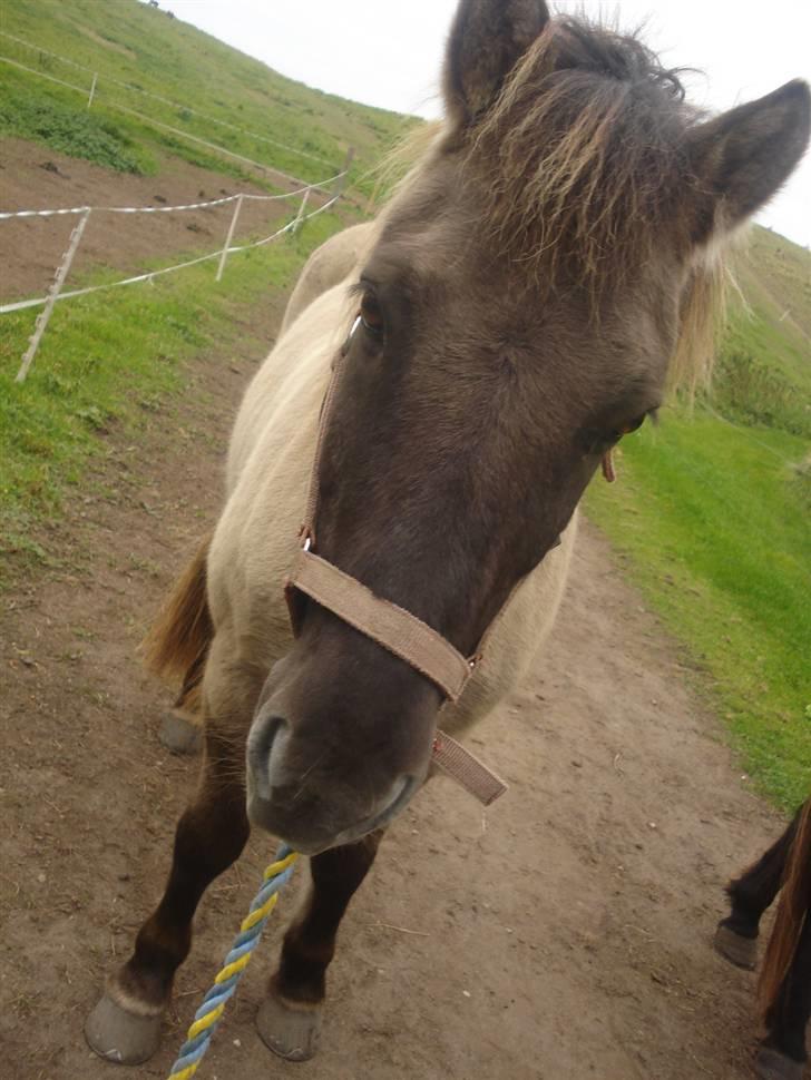 Islænder Trausti <3 tidl. lånehest - total læker trausti :) billede 3