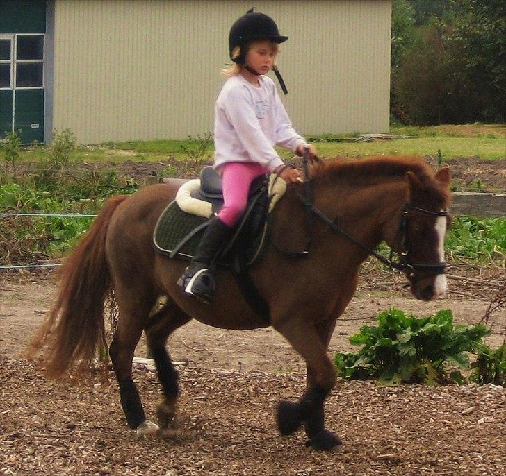 Anden særlig race Miss Molly  billede 4