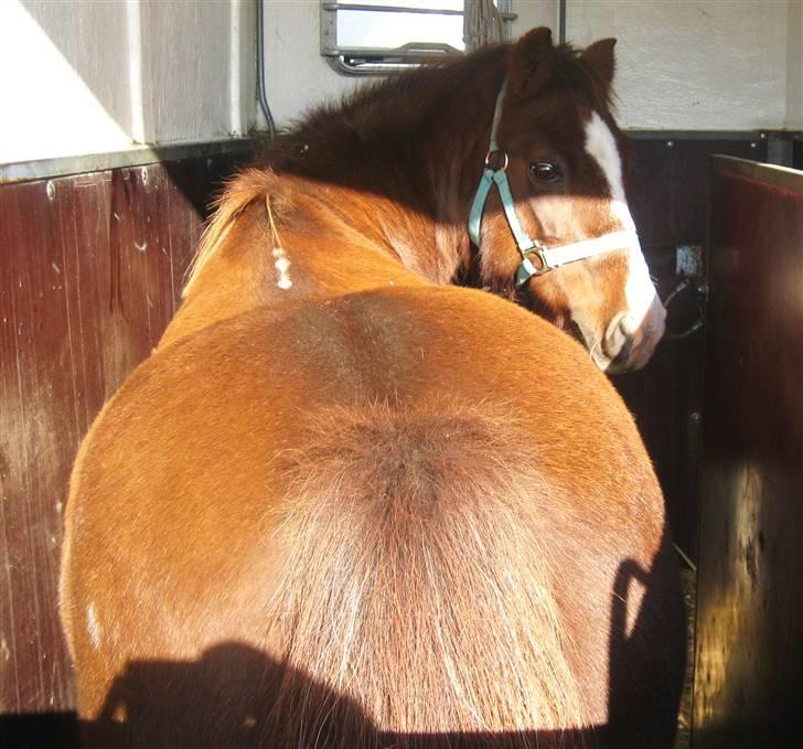 Anden særlig race Miss Molly  - Molly i traileren billede 5