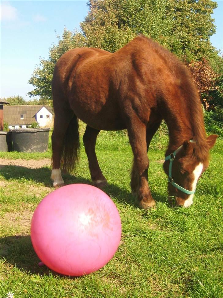 Anden særlig race Miss Molly  - Molly godkender græsset og nyder sin sidste dag med pels billede 6