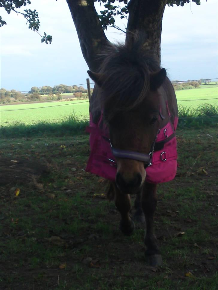 Dansk Miniature Touch Me Angela - på fold :) sep 2009 billede 15