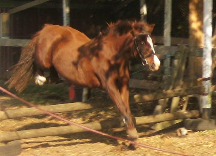 Anden særlig race Miss Molly  - Løsspringning, man kan godt se den gamle elitepony her =D billede 8