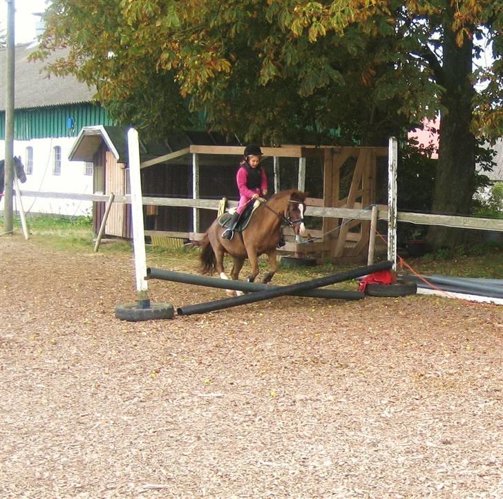 Anden særlig race Miss Molly  - Springundervisning billede 9